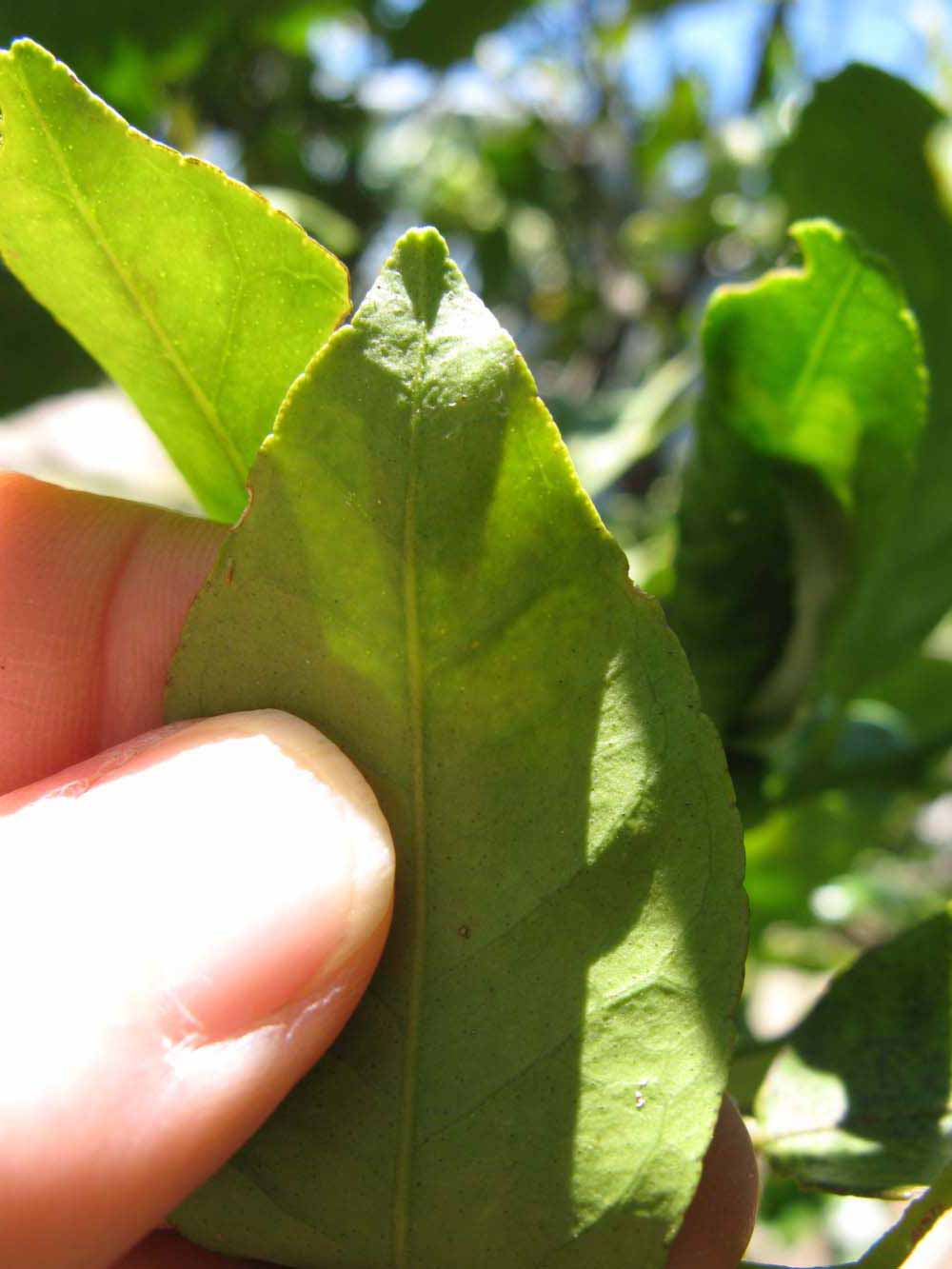              Margin (Winter Haven, FL)       